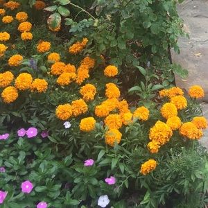 Meet your Posher, Estella